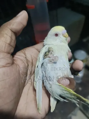 বাজিগর পাখির বাচ্চা