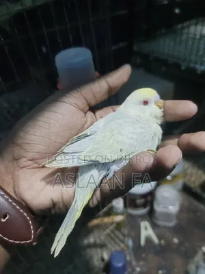 বাজিগর পাখির বাচ্চা