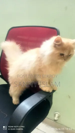 ৩-৬ মাসের মেল পিওরব্রেড পারসিয়ান