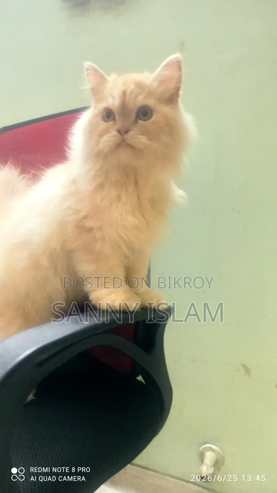 ৩-৬ মাসের মেল পিওরব্রেড পারসিয়ান