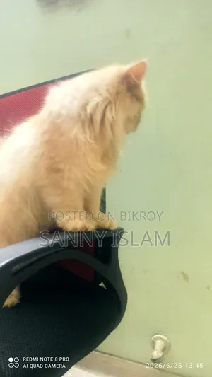 ৩-৬ মাসের মেল পিওরব্রেড পারসিয়ান