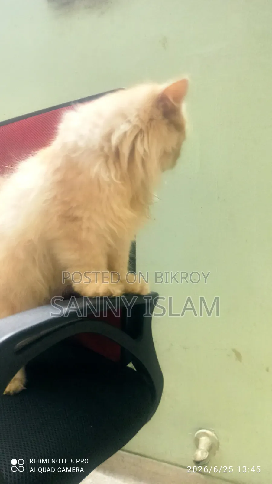 ৩-৬ মাসের মেল পিওরব্রেড পারসিয়ান