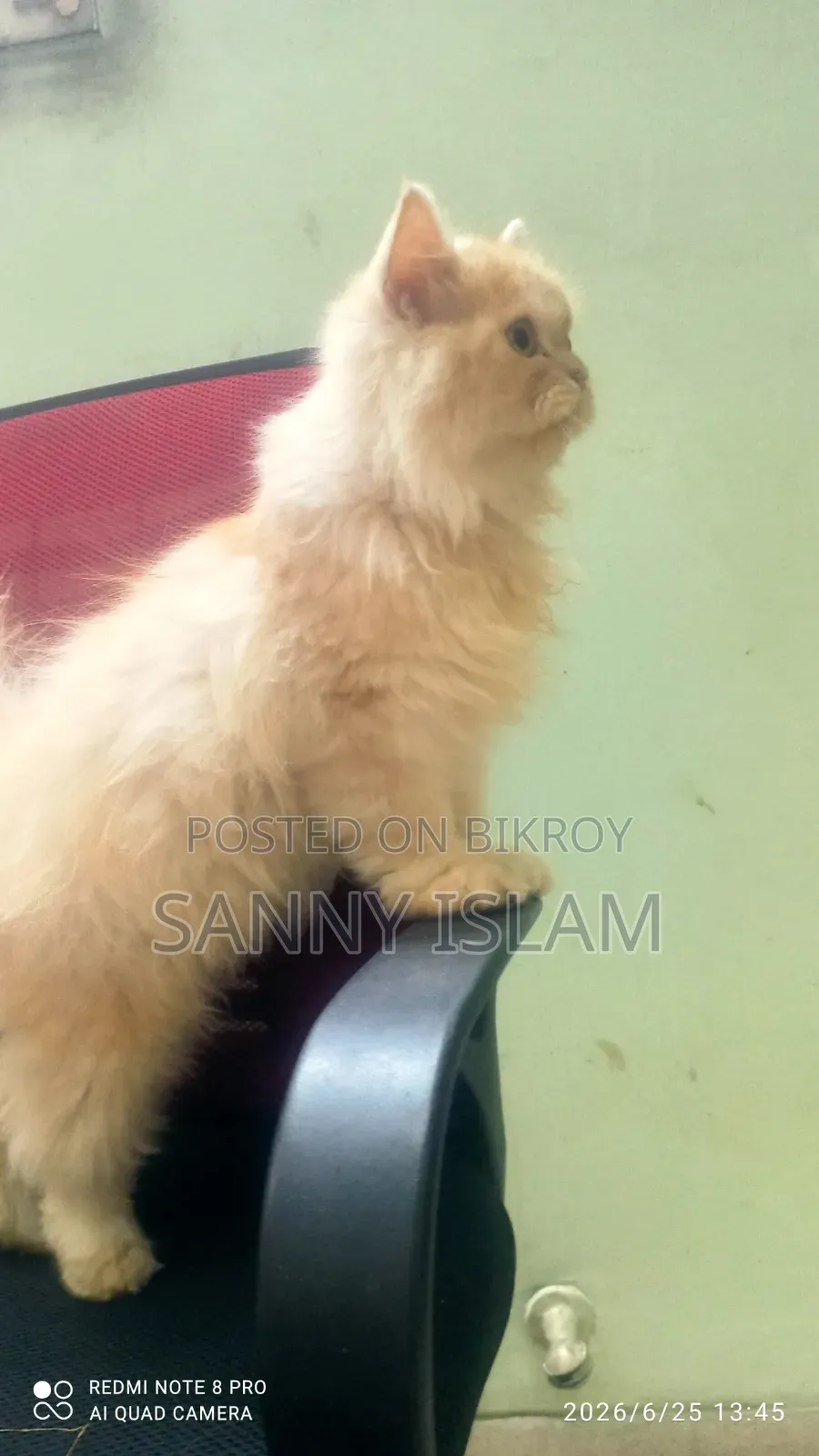 ৩-৬ মাসের মেল পিওরব্রেড পারসিয়ান