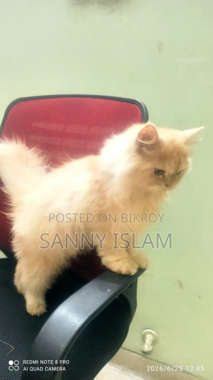 ৩-৬ মাসের মেল পিওরব্রেড পারসিয়ান