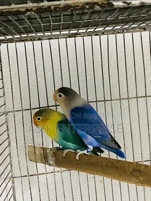 Four Pairs of Running Pair Love Birds