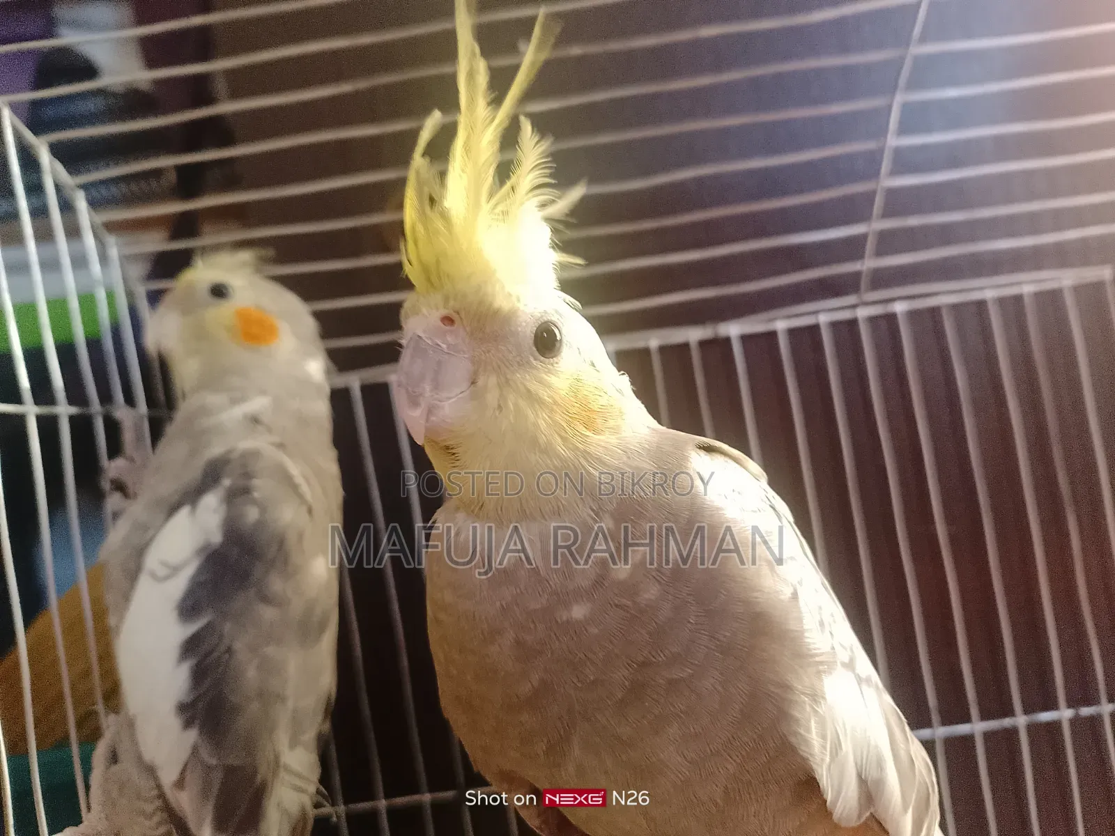 ২ জোড়া পাখি কাকাতুয়া