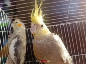 ২ জোড়া পাখি কাকাতুয়া
