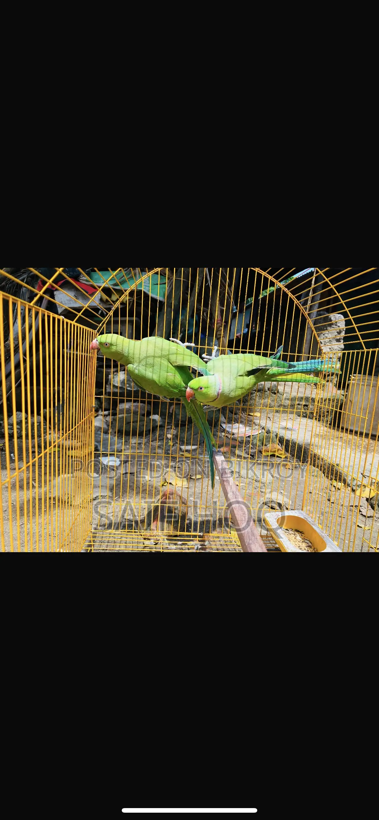 টিয়া পাখি