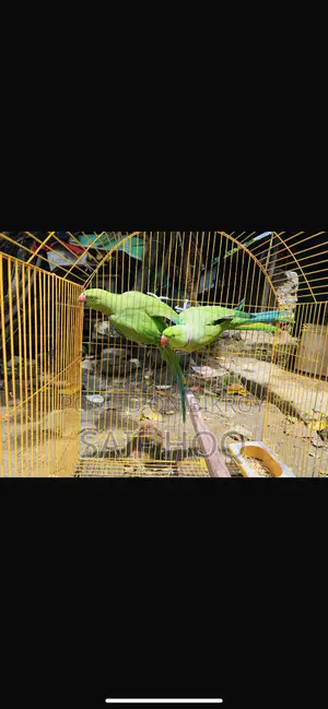 টিয়া পাখি