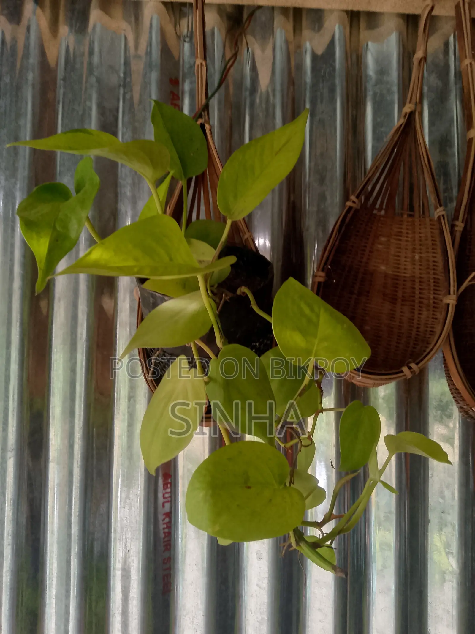 Flower Hanging Pot- Made by Bamboo