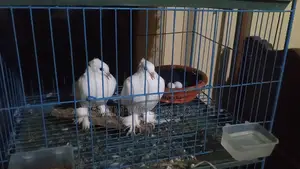 একজোড়া রানিং ইন্ডিয়ান লোটন কবুতর