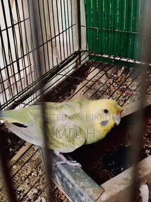 রেইনবো Rainbow Dilute JP Double Crested Female
