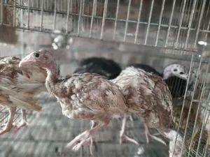 Are you looking for improved breeds of turkeys for farming or pet keeping?