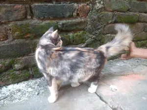 ৩-৬ মাসের মহিলা খাঁটি পার্সিয়ান