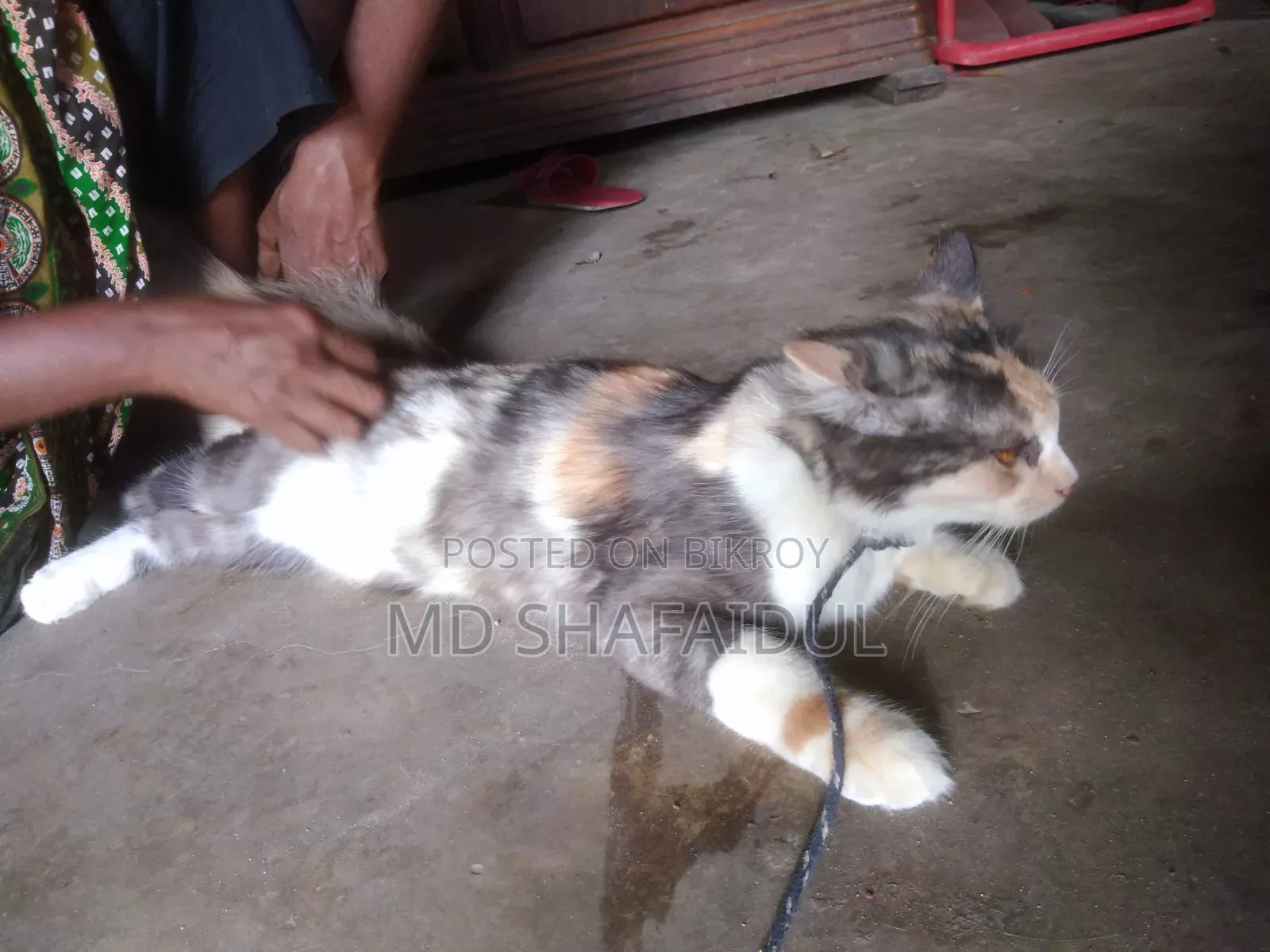 ৩-৬ মাসের মহিলা খাঁটি পার্সিয়ান