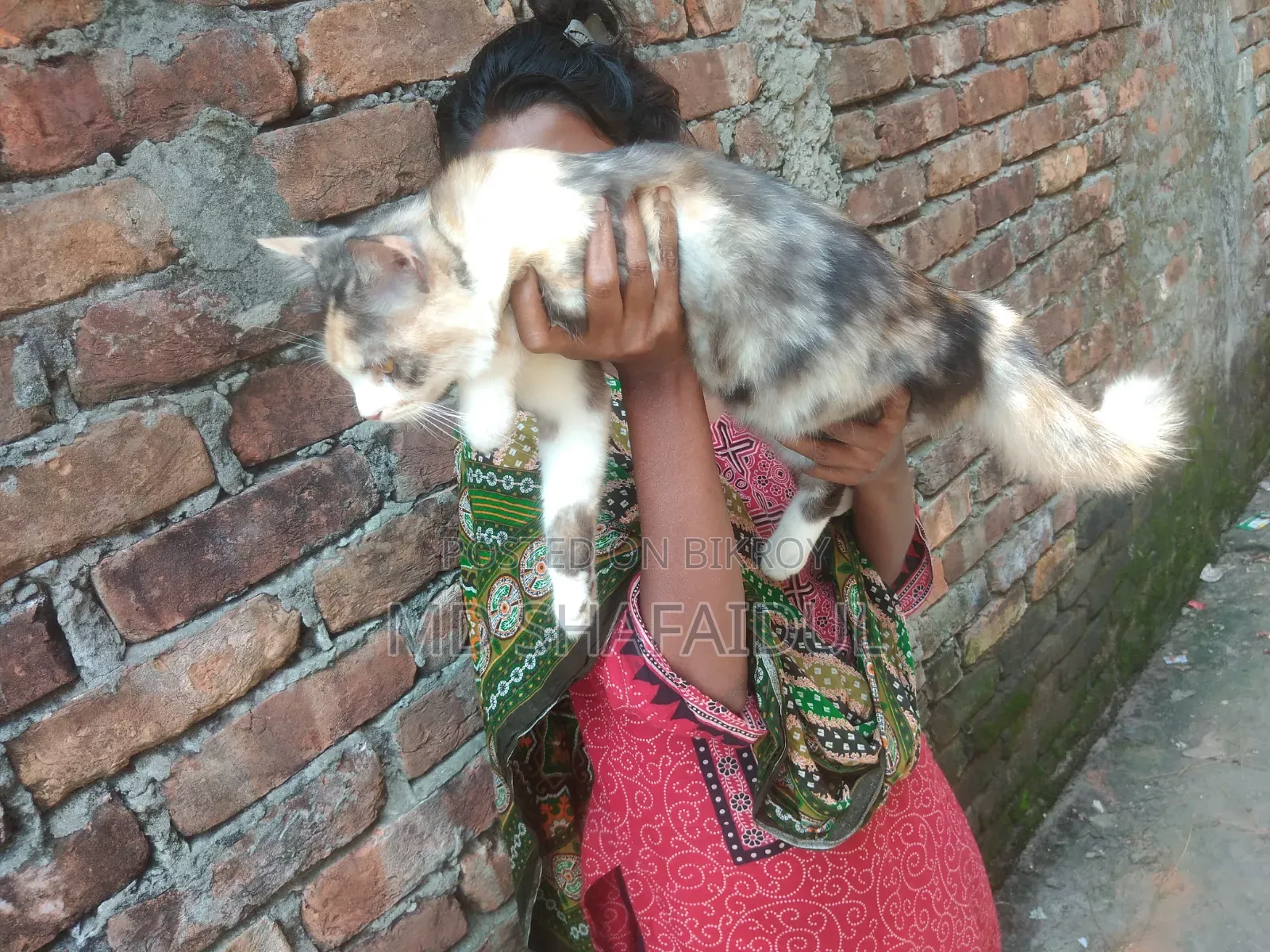৩-৬ মাসের মহিলা খাঁটি পার্সিয়ান
