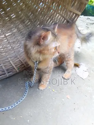 1+ Year Female Mixed Breed Persian