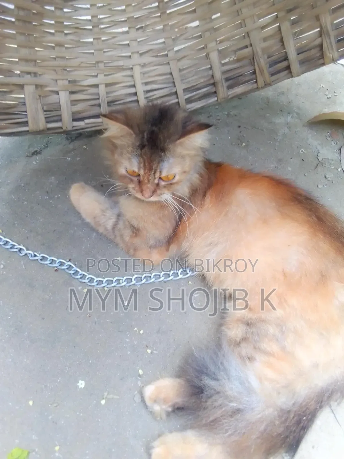1+ Year Female Mixed Breed Persian