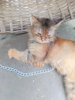 1+ Year Female Mixed Breed Persian