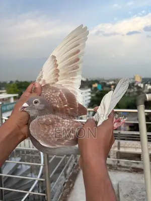 রেড চেকার রানিং পেয়ার