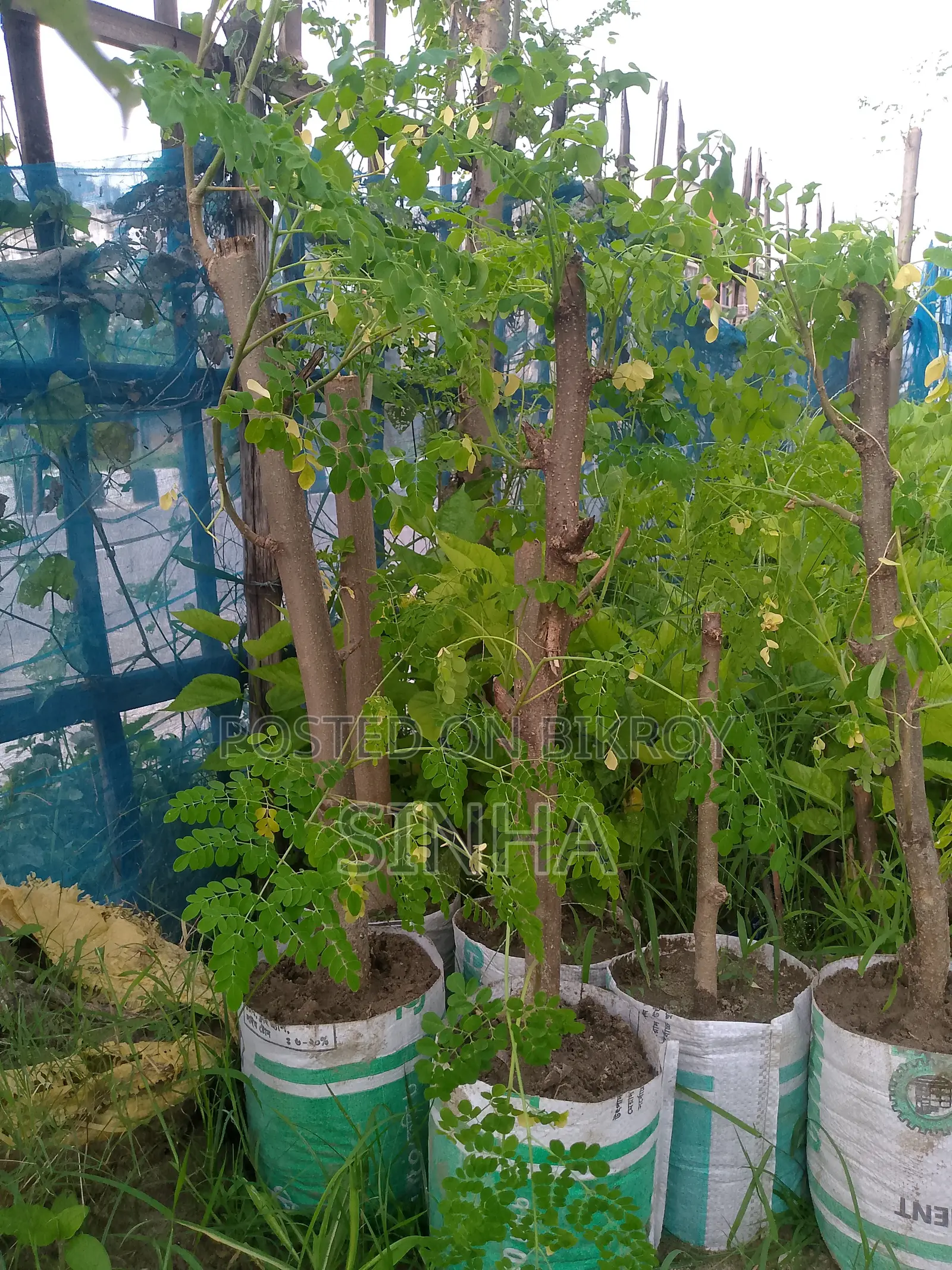 বারমাসি সজিনাডাঁটা