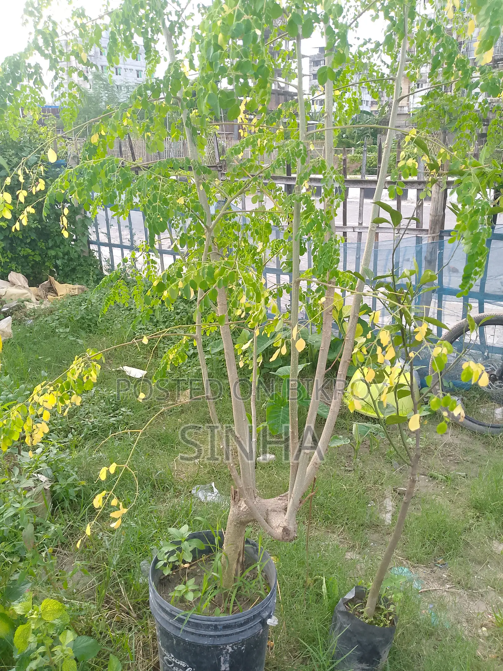 বারমাসি সজিনাডাঁটা