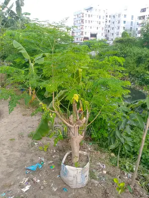 বারমাসি সজিনাডাঁটা