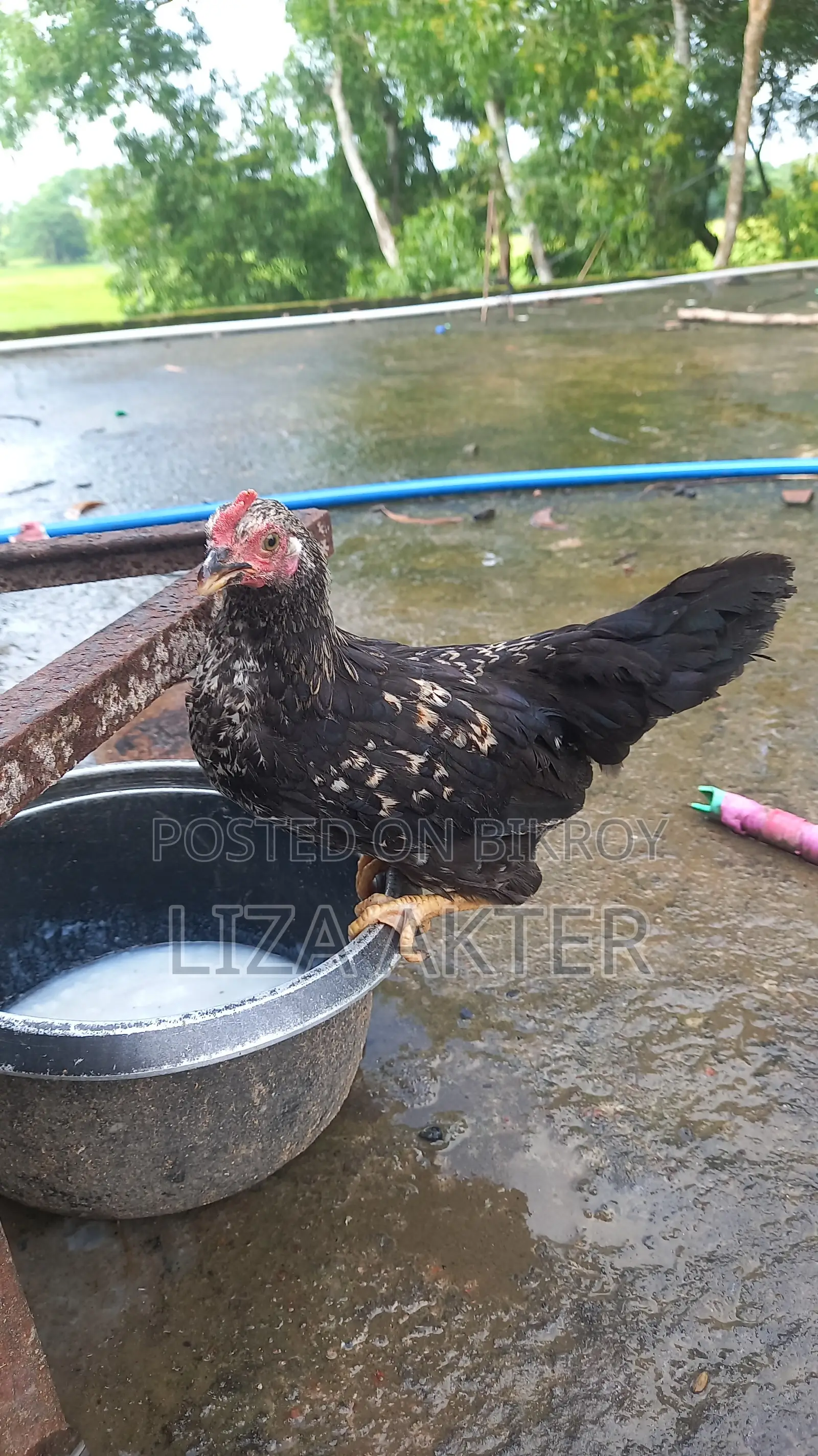 Chickens