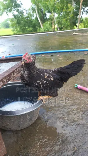 Chickens
