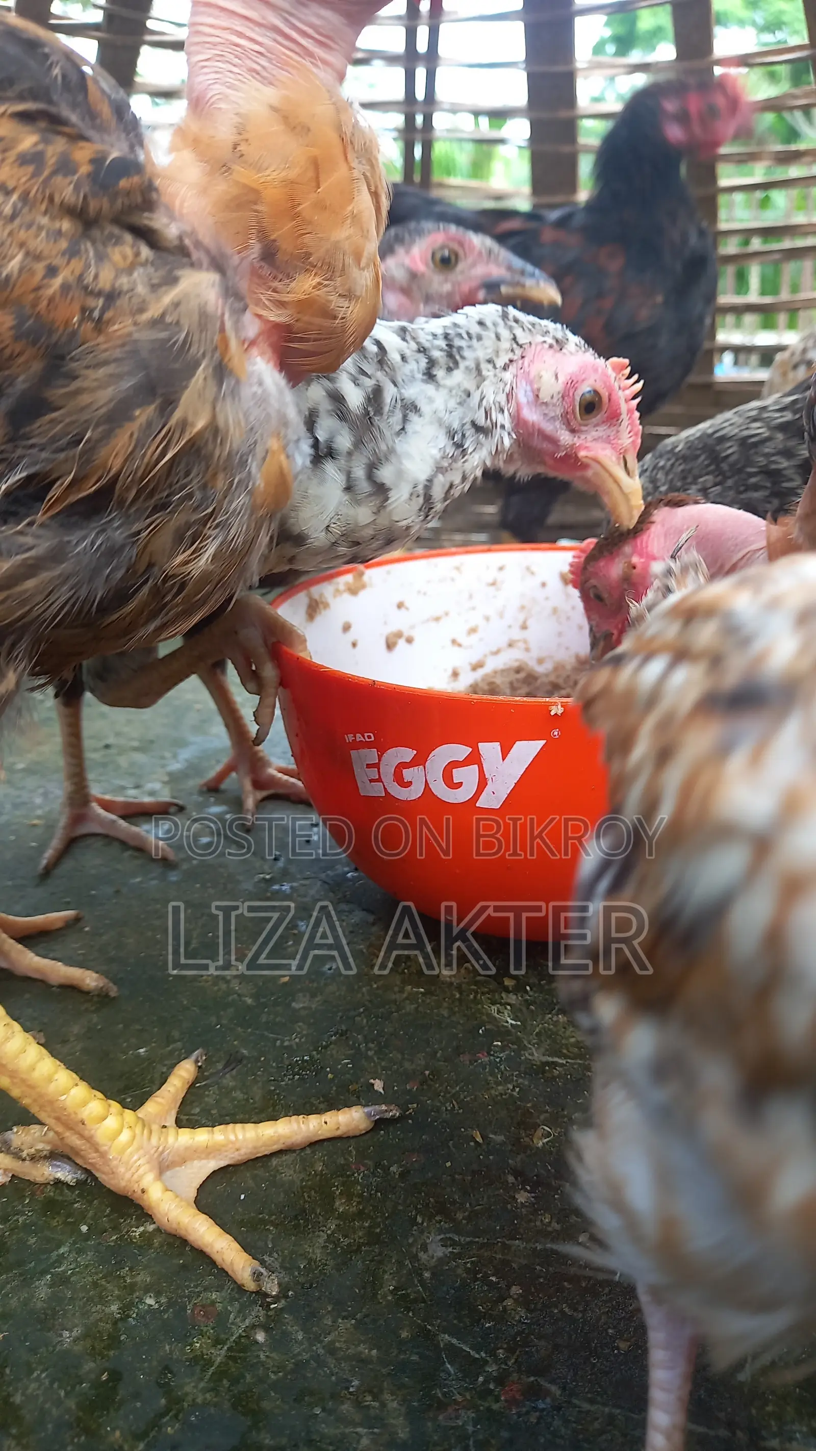 Chickens
