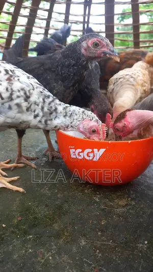 Chickens