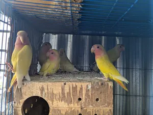 Love Birds