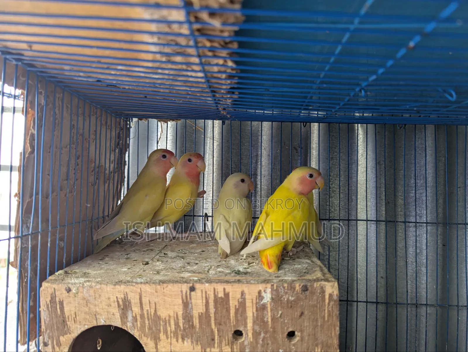 Love Birds