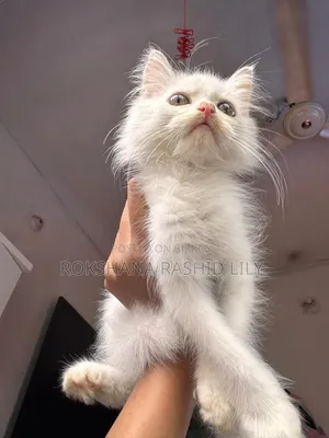 ১-৩ মাসের মেল পিউরব্রেড পার্সিয়ান