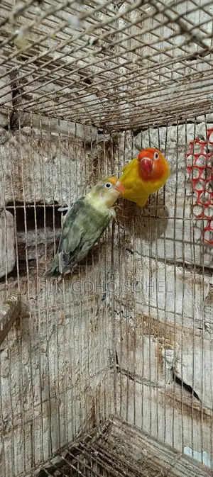 Yellow Fisher Love Bird
