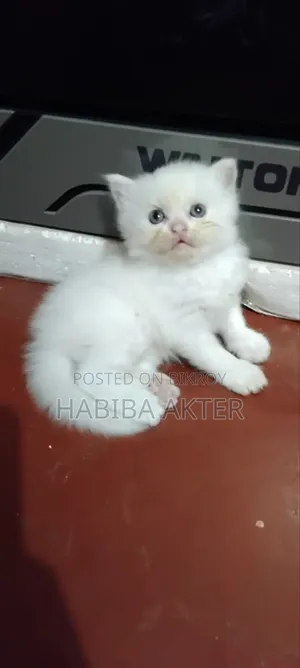 ১-৩ মাসের মেল পিওরব্রেড পার্সিয়ান