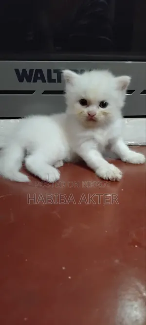 ১-৩ মাসের মেল পিওরব্রেড পার্সিয়ান