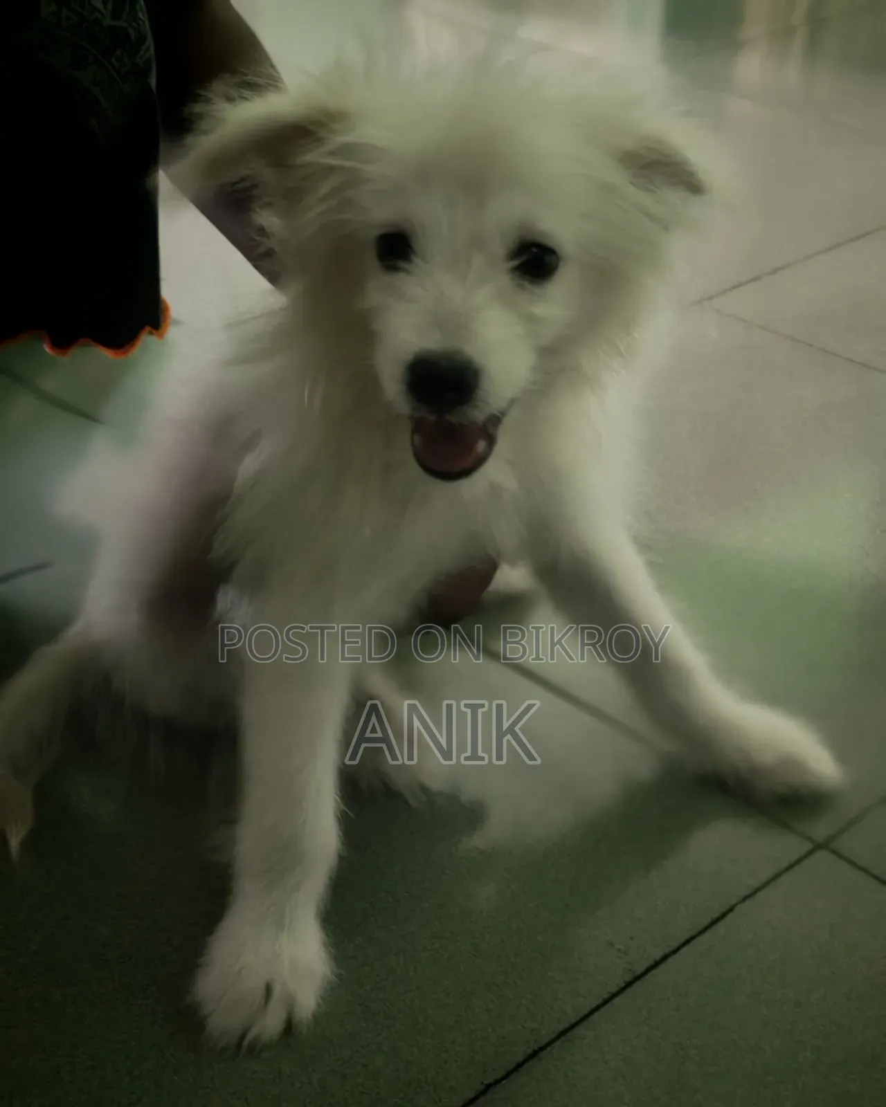3-Month Female Mixed Breed Japanese Spitz
