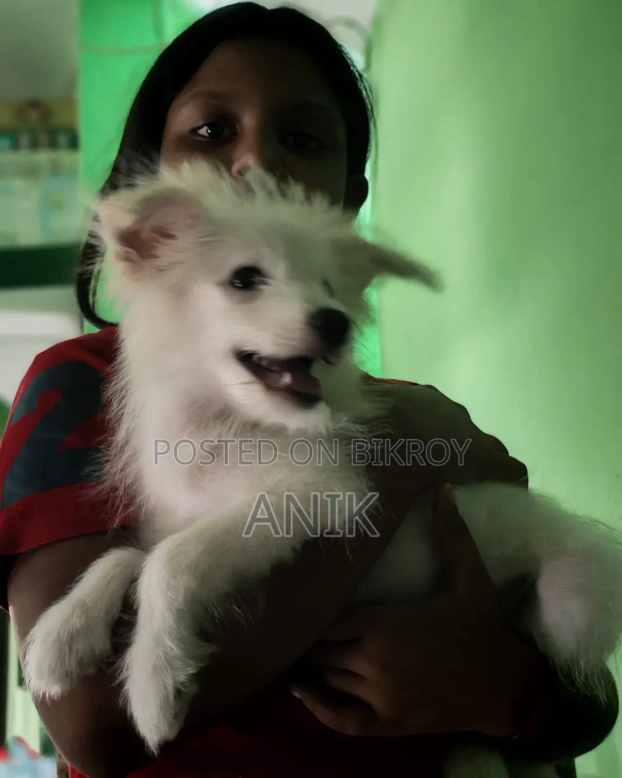 3-Month Female Mixed Breed Japanese Spitz