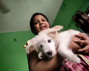 3-Month Female Mixed Breed Japanese Spitz