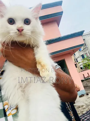 3-6 Months Female Purebred Persian