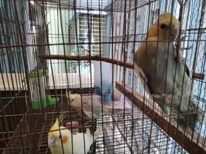 ককাটেল বেবি