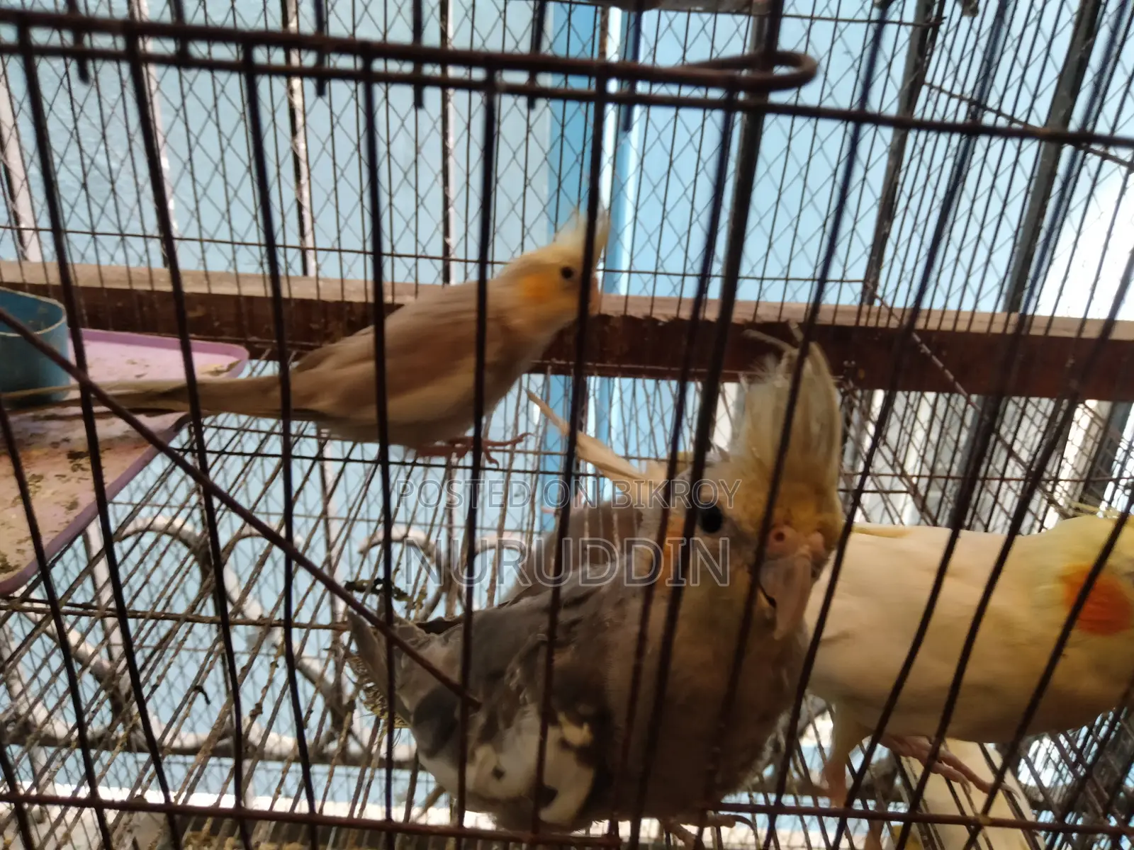 ককাটেল বেবি