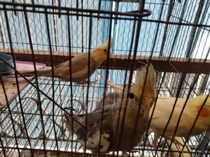 ককাটেল বেবি