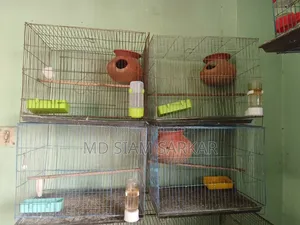 Bird Cage