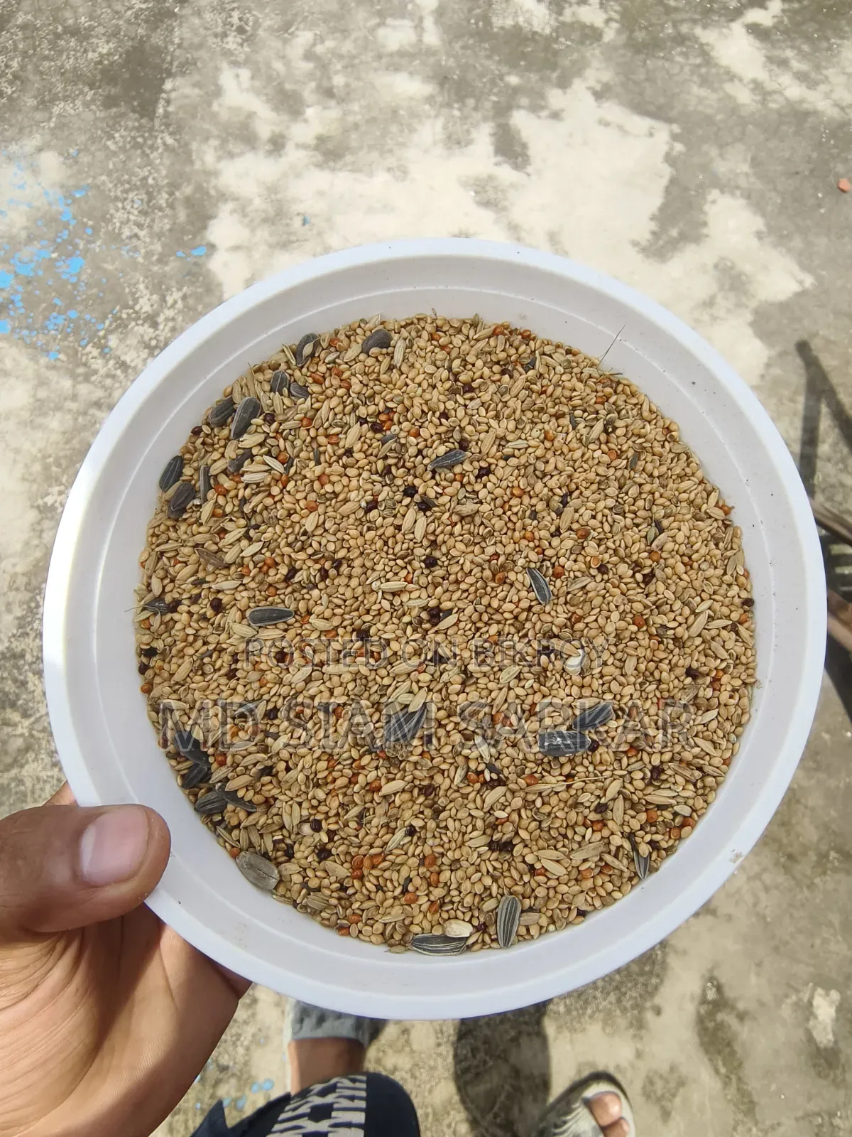 বাজরিগার পাখির খাবার