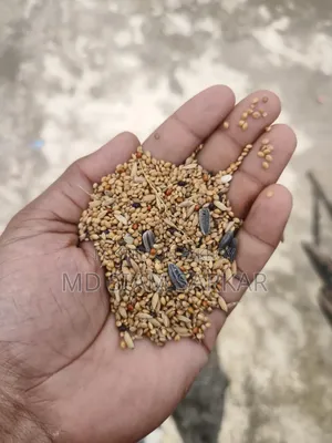 বাজরিগার পাখির খাবার