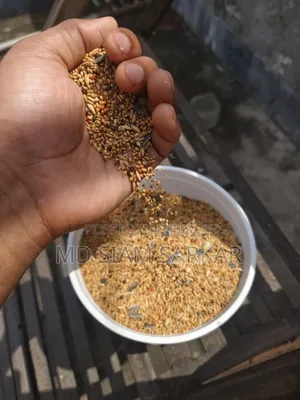 বাজরিগার পাখির খাবার