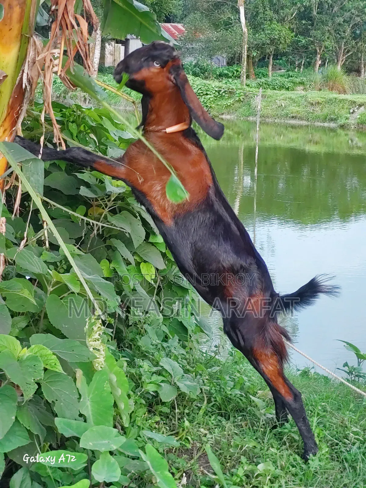 একটি তোতাপুরি ছাগল বিক্রি করা হবে