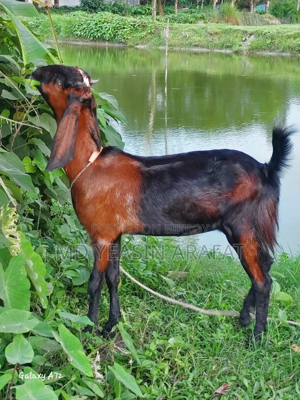 একটি তোতাপুরি ছাগল বিক্রি করা হবে